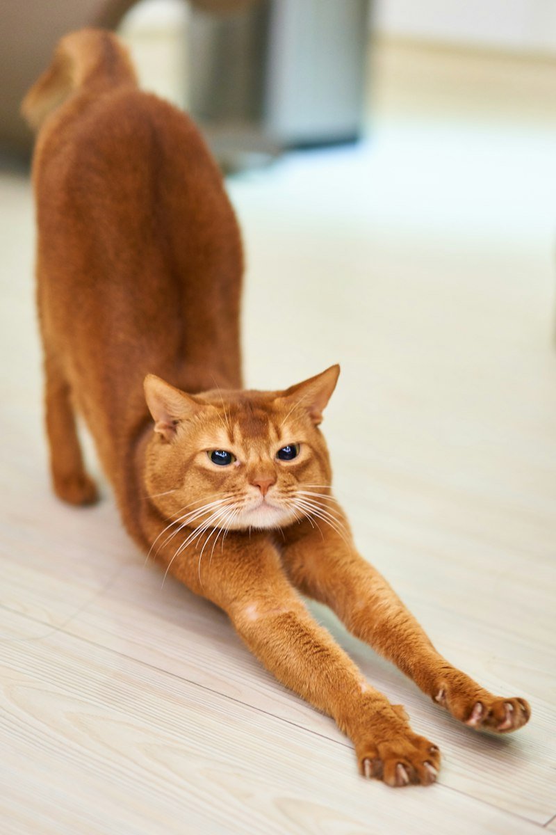 Leo
